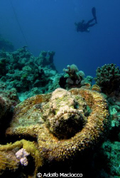 Devil Scorpionfish (Scorpaenopsis diabolus) and Diver
 by Adolfo Maciocco 
